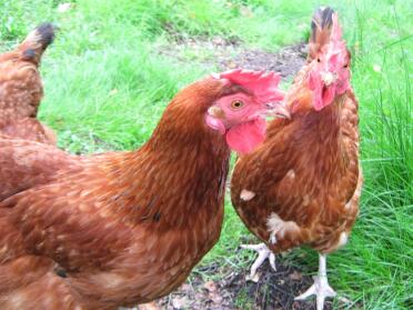 Chickens in garden