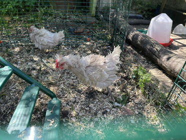 Frizzle chick in new home