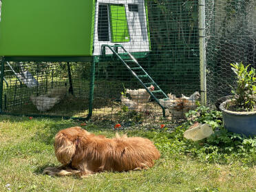 Frizzles chicks enjoying their new Omlet Cube