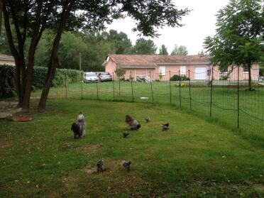 Chickens on grass surrounded by Omlet chicken fencing