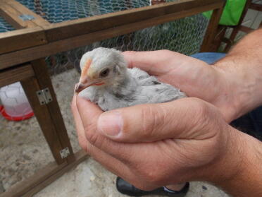 Our lavender pekin that turned out to be a roo so had to return 