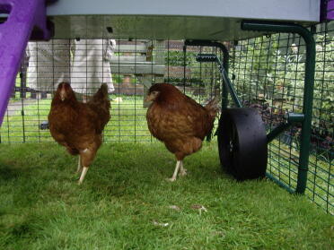 Gladys and Gertie the first girls to arrive from Omlet
