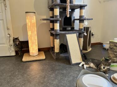 My loulous in front of the scratching post 