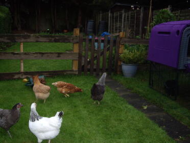 The girls fully exploring the garden including pecking the watering can!