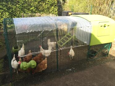 What a lovely home for these hens!