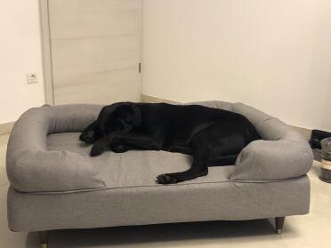 Milo loves his new bed. since we Got it, he only lies there. now ordering a second one for the bedroom 
