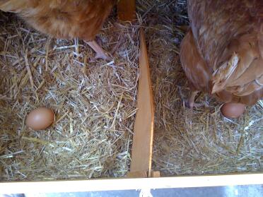 First morning home and 2 eggs!