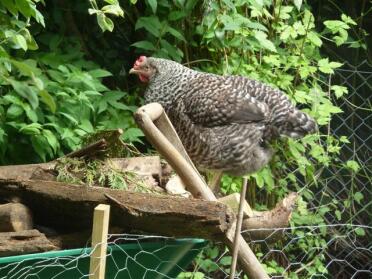 Hybrid gardening
