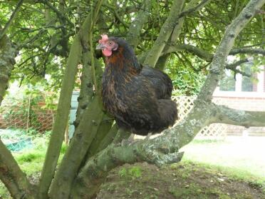 Hybrid sheltering