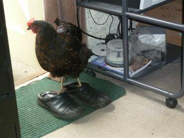 Hybrid's shoes