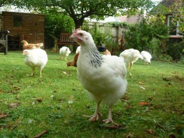 Light Sussex Cockerel at 2 months
