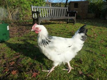 Light Sussex Cockerel at 3 mths