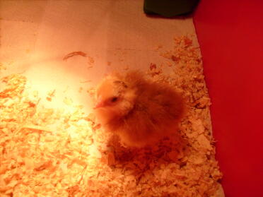 chick under lamp