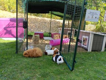 The pleasure of munching on the grass right in front of the enclosure.they know the limit🤣