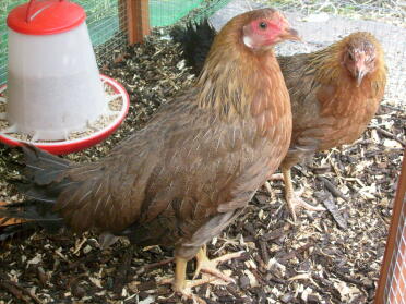 bantam leghorn