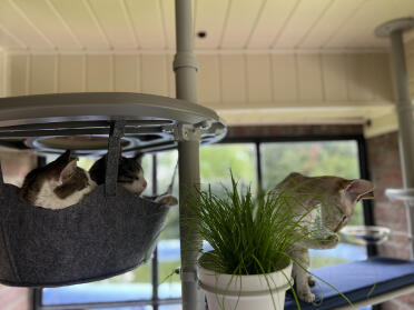 Love is...sharing a safe hanging basket together.