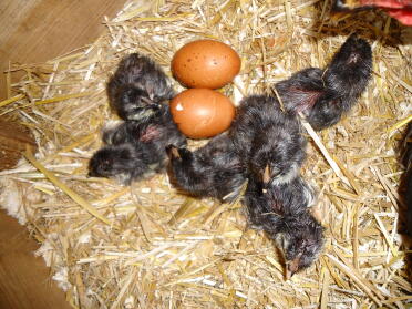 copper black maran chicks hatching 