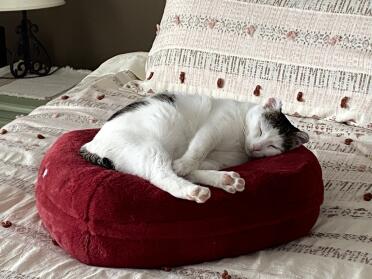 Our kitty loves her new Omlet bed!