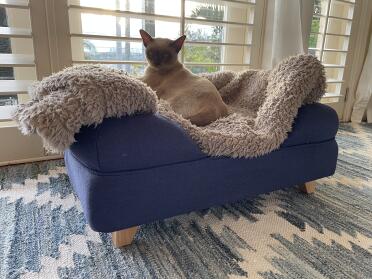 Cho cho on her lovely new bed. 