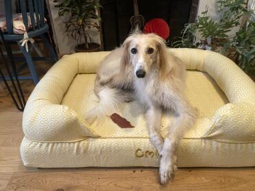 Lucy relaxing in her new bed