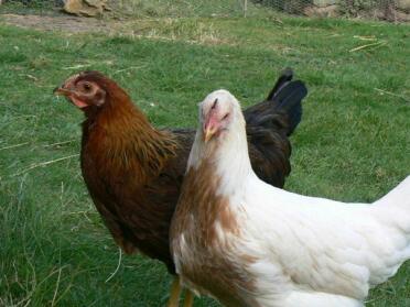 Audrey...pile leghorn. ethel...welsummer. (2007-present)

audrey and ethel's first day of freedom!