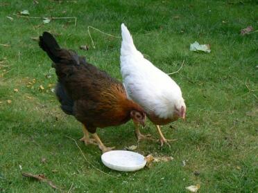 Audrey...pile leghorn. ethel...welsummer. (2007-present)

audrey and ethel as pullets, they are beautiful birds. my advice, always buy purebreeds!