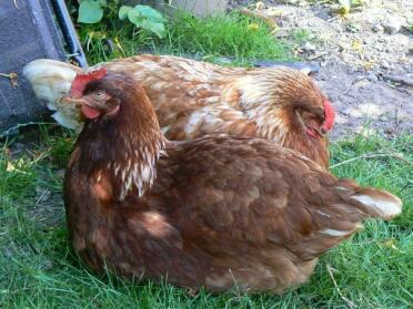 Gert & eadith...gingernuts (2006-present)

my original Omlet chooks ^_^ gert (the darker one) has since passed away and eadith no longer lays eggs but she is still queen of the roost.