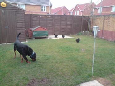 We had a few teething problems when we moved house and the dogs had to share the same garden as the chickens, i was so proud of jd our rottweiller when he eventually Got along with them.