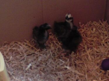The chicks at ten days old, i bought the hatching eggs off ebay and incubated them at home.