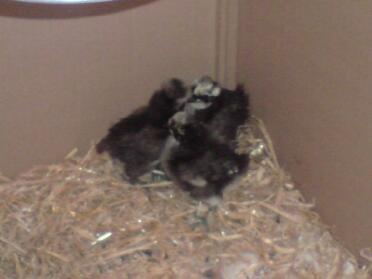 The chicks at ten day again, not the best photos but they didn't stay still for long and were a bit timid.