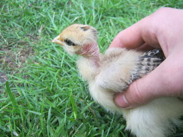 falcon, our naked neck chick from newclo birds