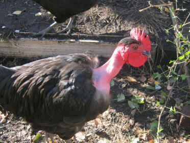 here is sylvio, a bantam naked neck from large fowl parents!