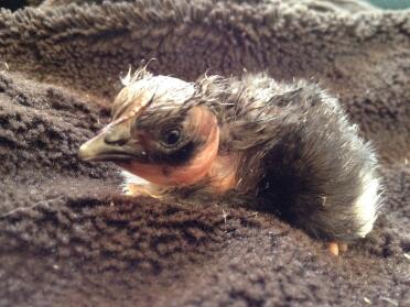 Hours old Naked Neck