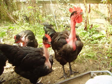 our naked neck breeding flock enjoying some food