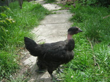 POD (prince of darkness) fromnewclo birds