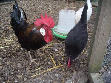 Chicken and rooster in run