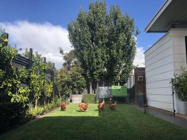Our chooks loving the end of the garden that has been sectioned off with Omlet fence!