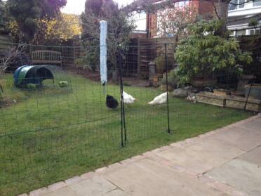 Our new fencing keeps our girls happy in the garden area