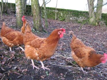 Woodland hens free ranging searching for worms