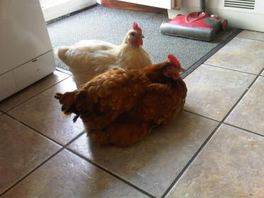 Make yourselves at home!