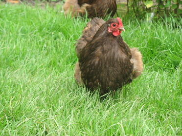 chocolate orpington bantam