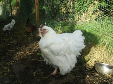 Opal - 2 yrs old - recovering fromrecent moult