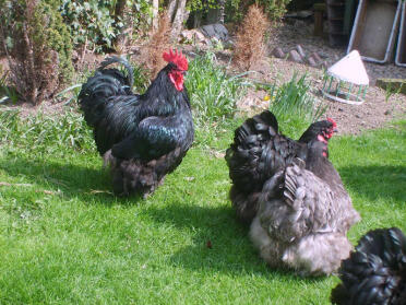 Orpington chickens on grass
