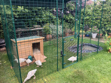 5 aylesbury ducklings checking out their temporary accommodation until our 2 welsh harlequins arrive!
