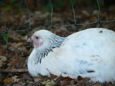Chicken sitting down next to Omlet chicken fencing