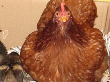 KFC who is pictured as escaped with her sisters in wooden bowl and eggs