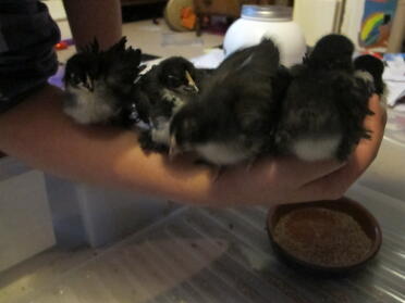5 pekin and frizzle chicks