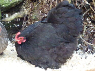 Black Pekin Hen