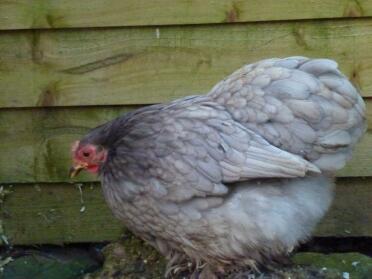 Blue Pekin Hen