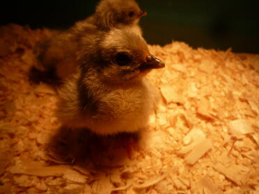 Lavender Pekin chick